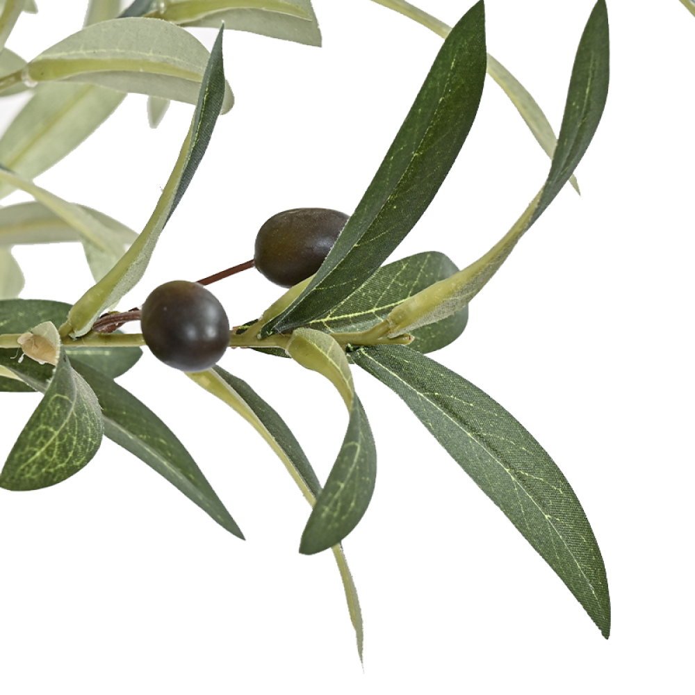 olive-tree-leaves-2