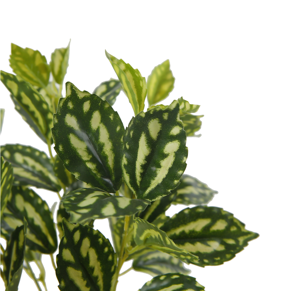 calahtea