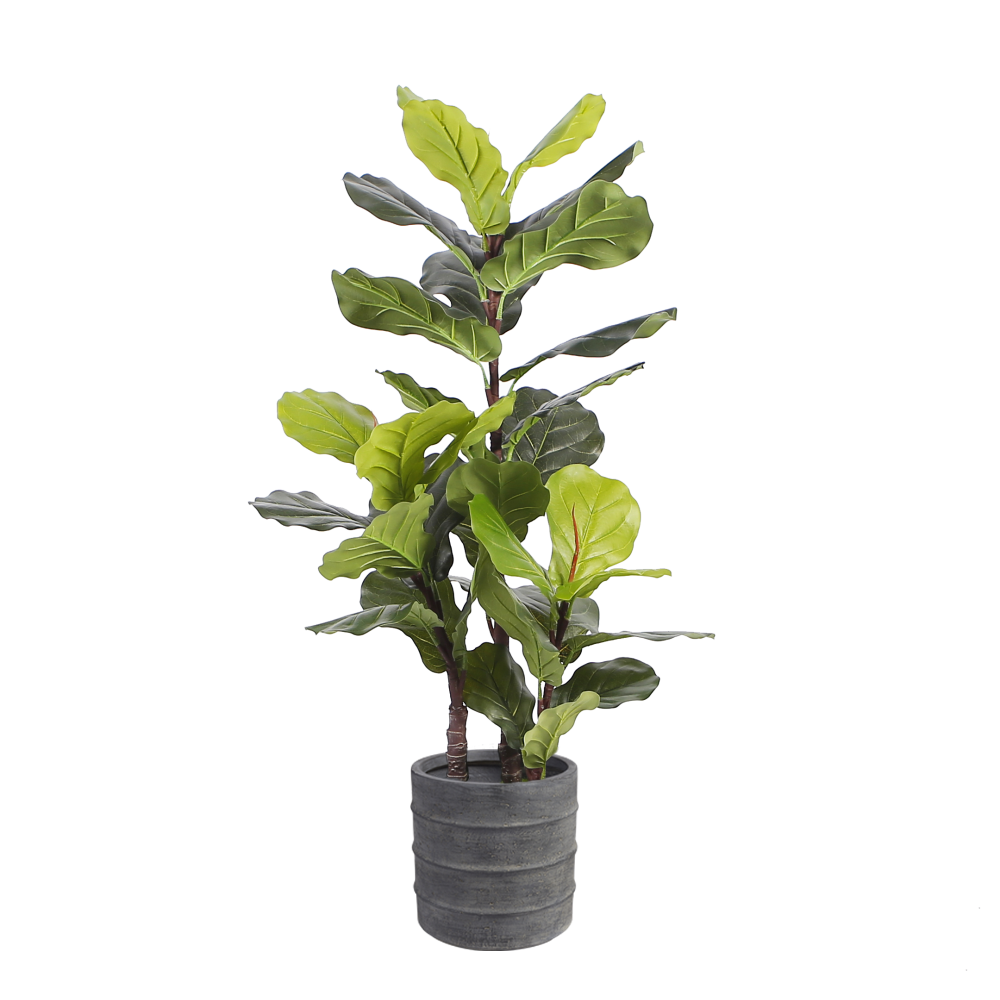 fiddle-leaf-fig-floor-plant